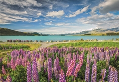 Lupiner vid Lake Tekapo