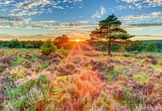 Solnedgång på Heden